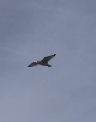 Larus brachyrhynchus