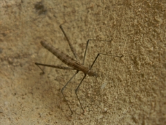 Orienscopia