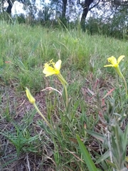 Oenothera affinis