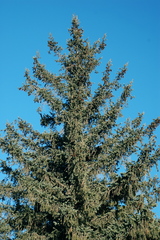 Picea chihuahuana