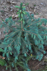Picea chihuahuana