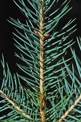 Picea chihuahuana