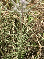 Lessingianthus plantaginodes