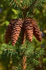 Picea chihuahuana
