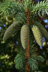 Picea chihuahuana