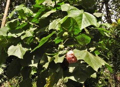 Dombeya wallichii