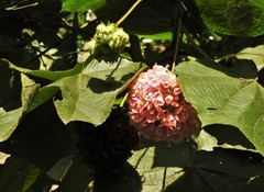 Dombeya wallichii