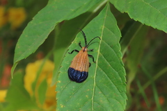 Calopteron terminale