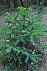 Picea martinezii