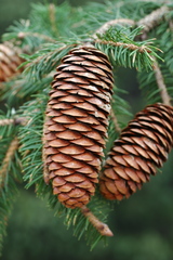 Picea martinezii