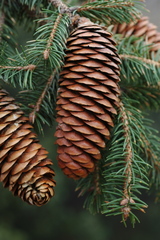 Picea martinezii