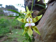 Oncidium hastatum