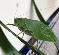 Stilpnochlora aztecoides