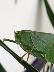 Stilpnochlora aztecoides