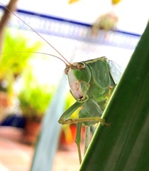 Stilpnochlora aztecoides