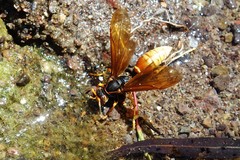 Polistes comanchus comanchus