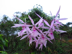 Encyclia adenocaula