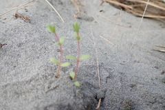 Pimelea villosa