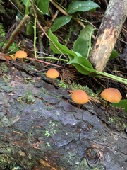 Gymnopilus bellulus