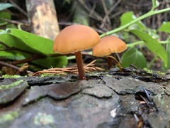 Gymnopilus bellulus