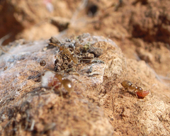 Formicidae