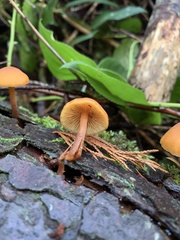 Gymnopilus bellulus