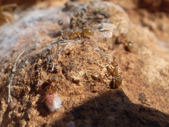Formicidae