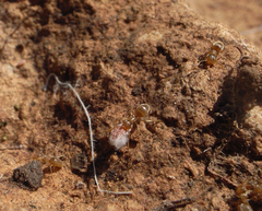 Formicidae