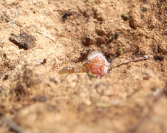 Formicidae