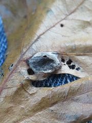 Dryocosmus quercusnotha