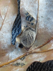 Dryocosmus quercusnotha