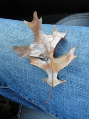 Dryocosmus quercusnotha