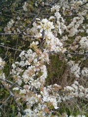 Prunus rivularis