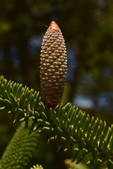 Abies pinsapo pinsapo
