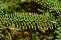 Abies pinsapo pinsapo