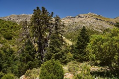 Abies pinsapo pinsapo