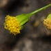Perityle angustifolia - Photo (c) Joey Santore, algunos derechos reservados (CC BY-NC), subido por Joey Santore