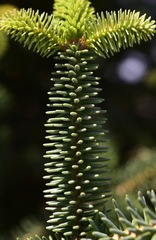Abies pinsapo pinsapo