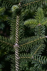 Abies pinsapo pinsapo