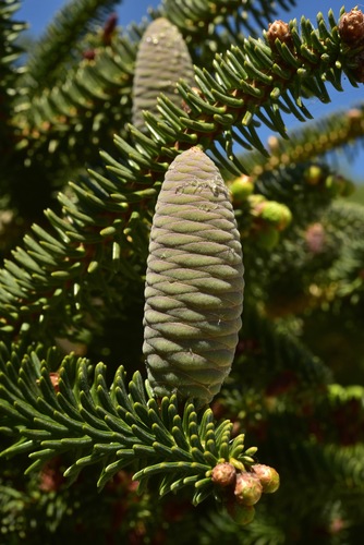 Spanish fir