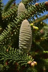 Abies pinsapo pinsapo
