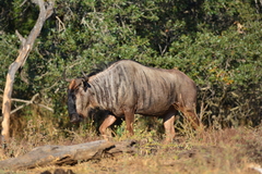 Connochaetes taurinus