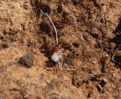 Coccoidea