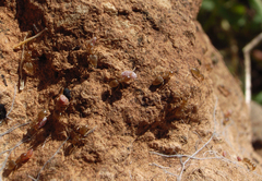 Coccoidea