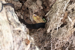 Pantherophis alleghaniensis