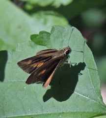 Synapte malitiosa antistia