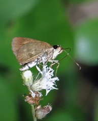 Synapte malitiosa antistia