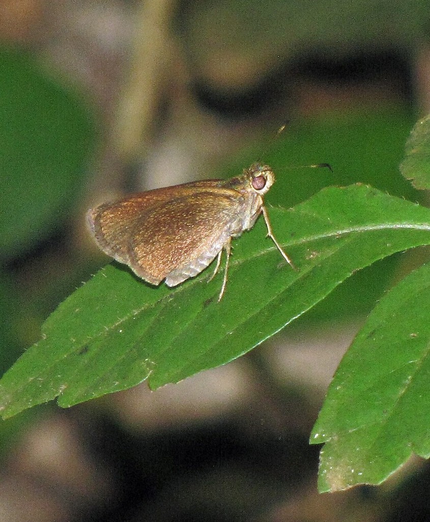 Malicious Skipper