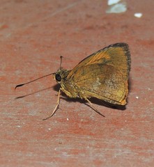 Synapte malitiosa antistia