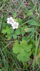 Geranium thunbergii